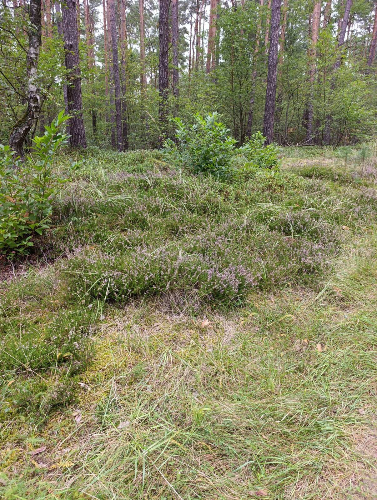 Zdjęcie 1