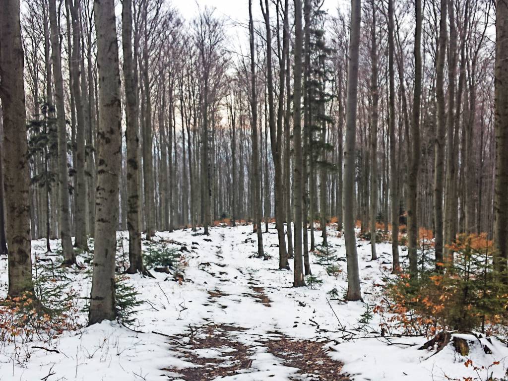 Zdjęcie 5