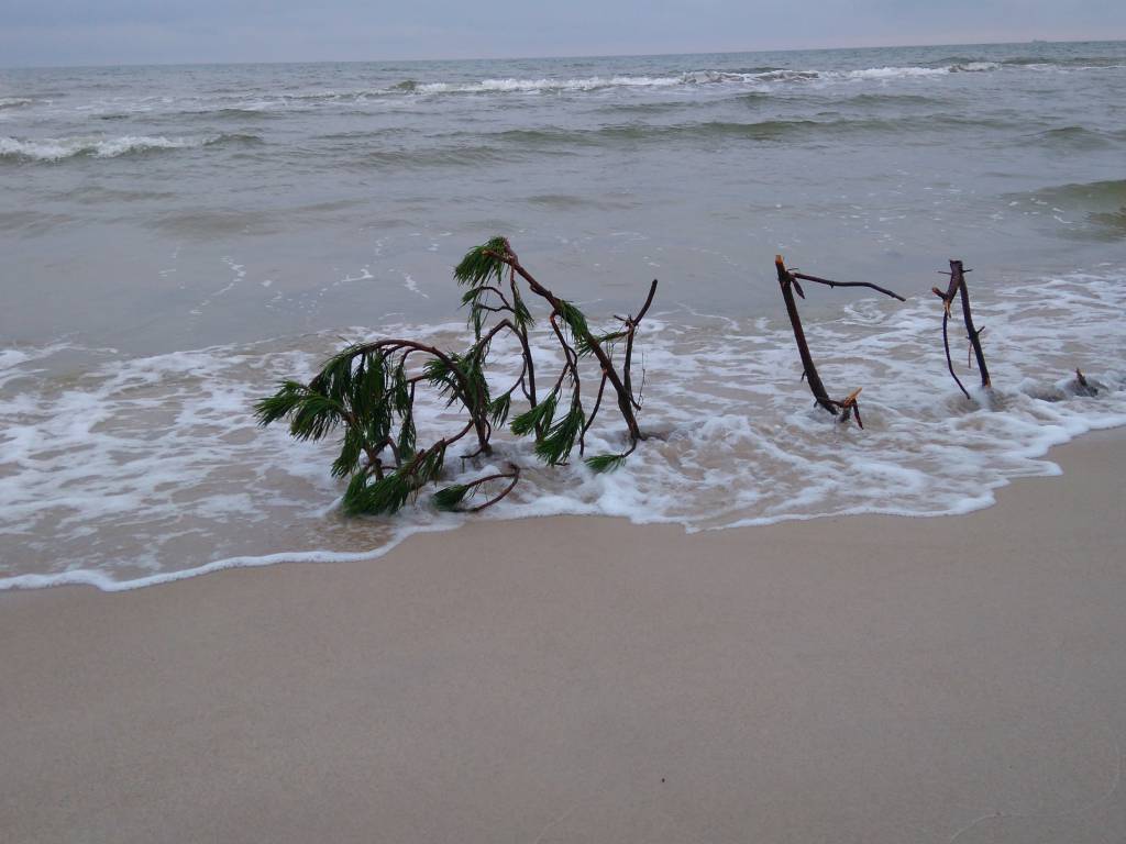 Zdjęcie 6