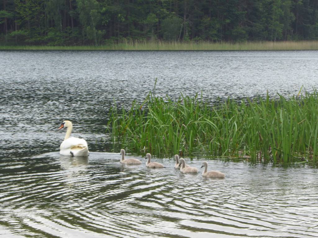 Zdjęcie 6