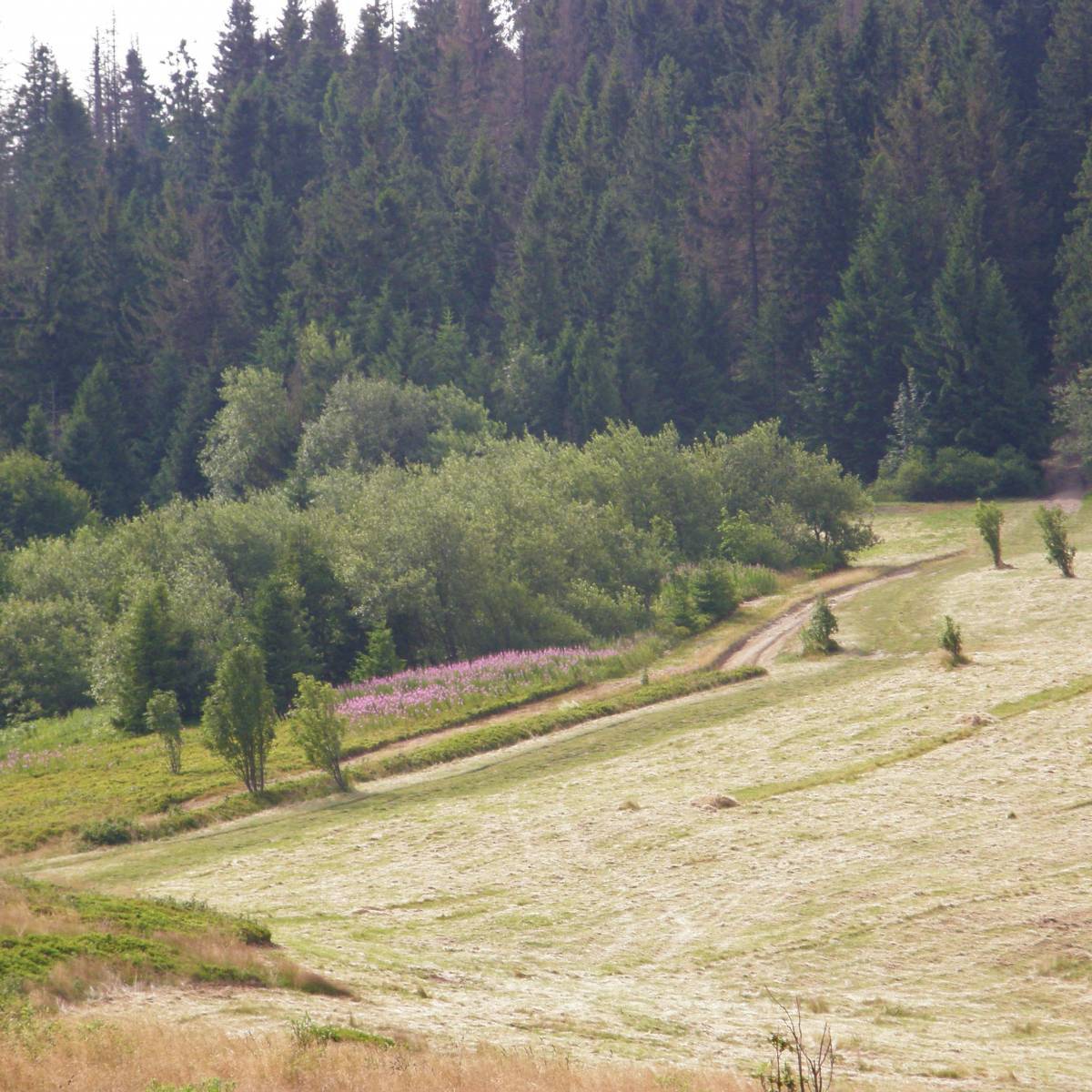 Zdjęcie 5