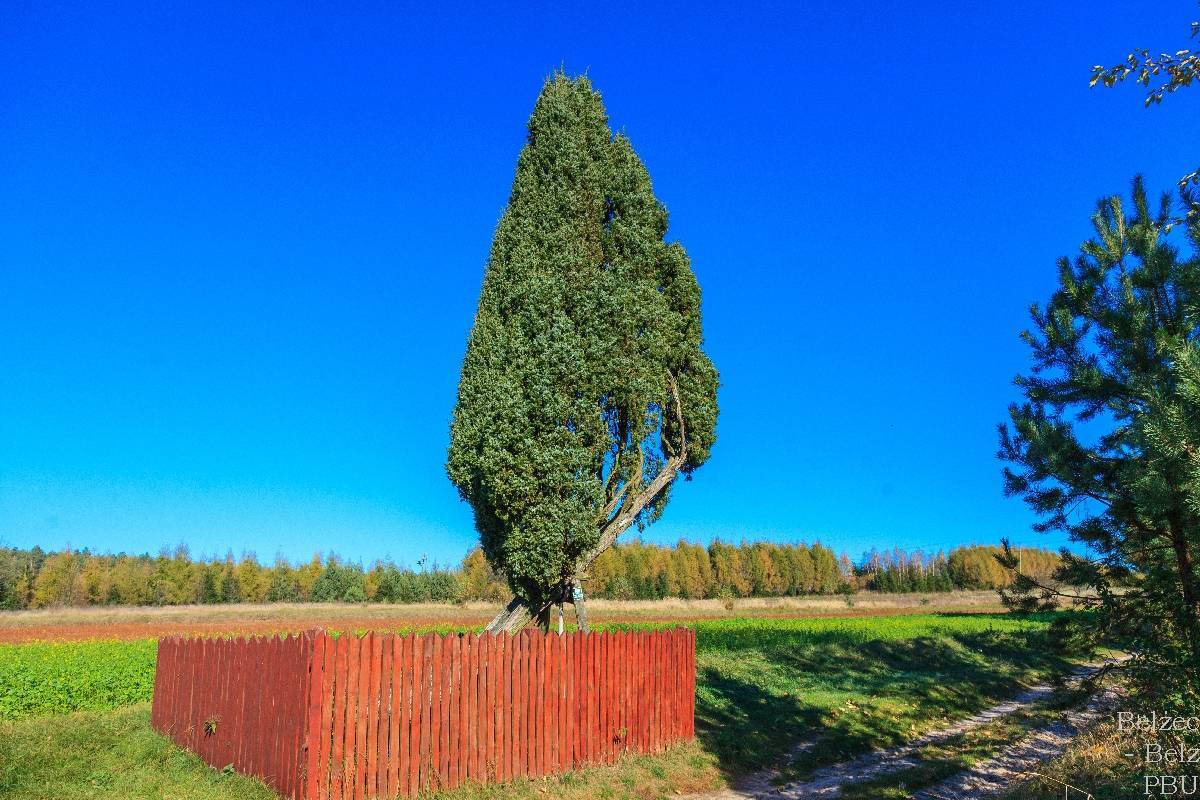Zdjęcie 4