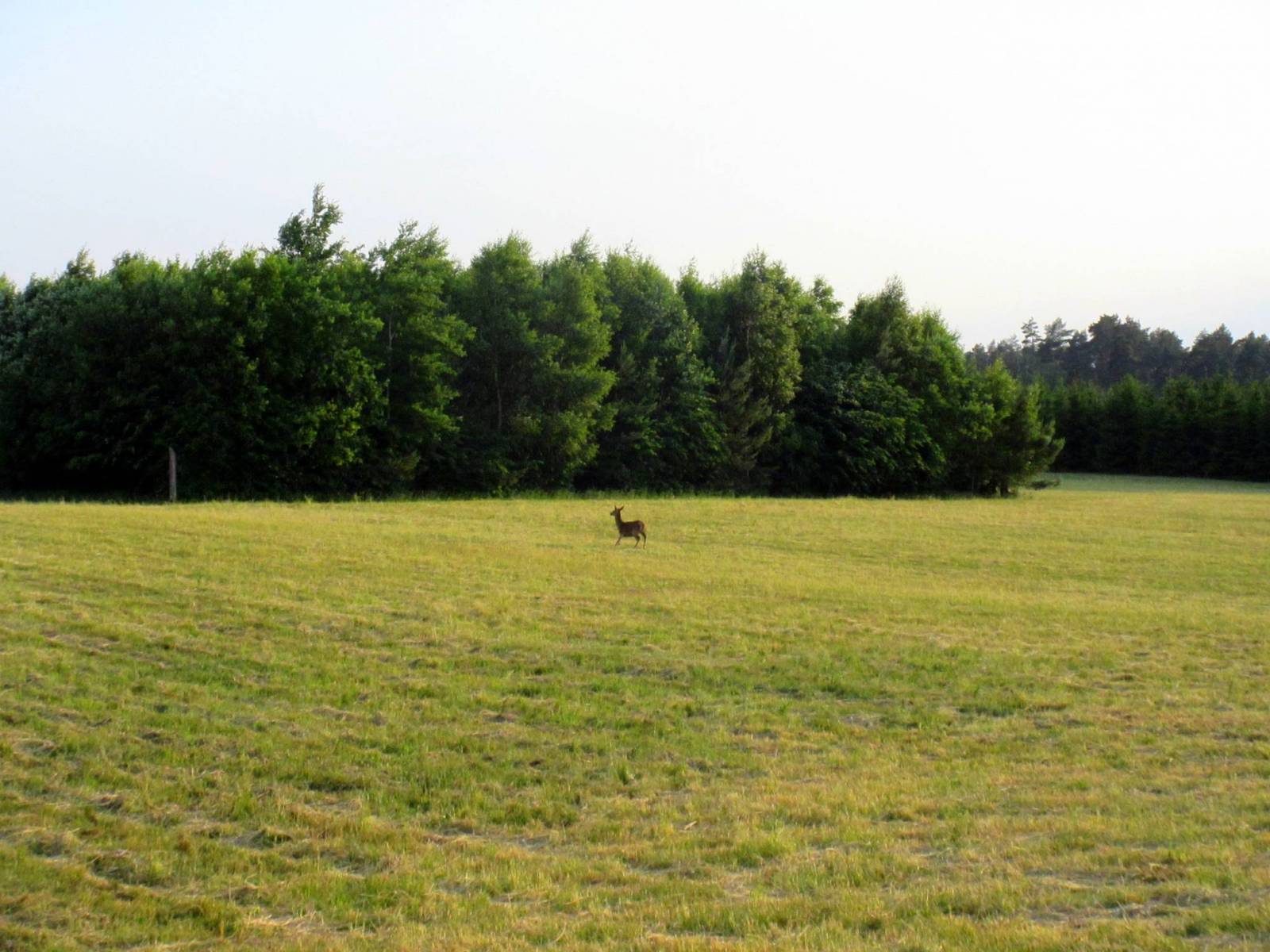 Zdjęcie 4