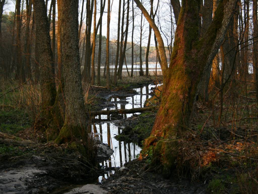 Zdjęcie 4