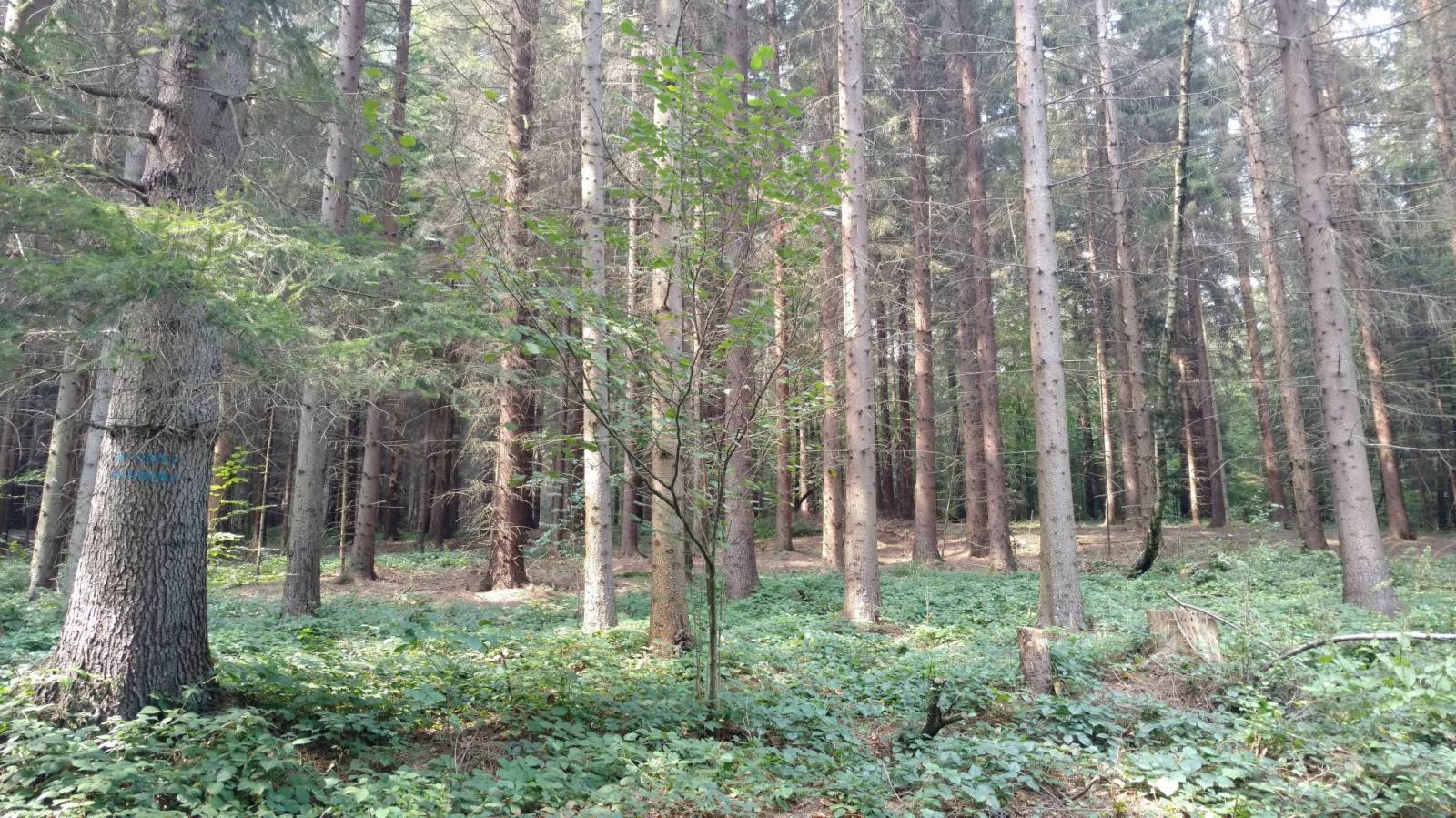 Zdjęcie 5