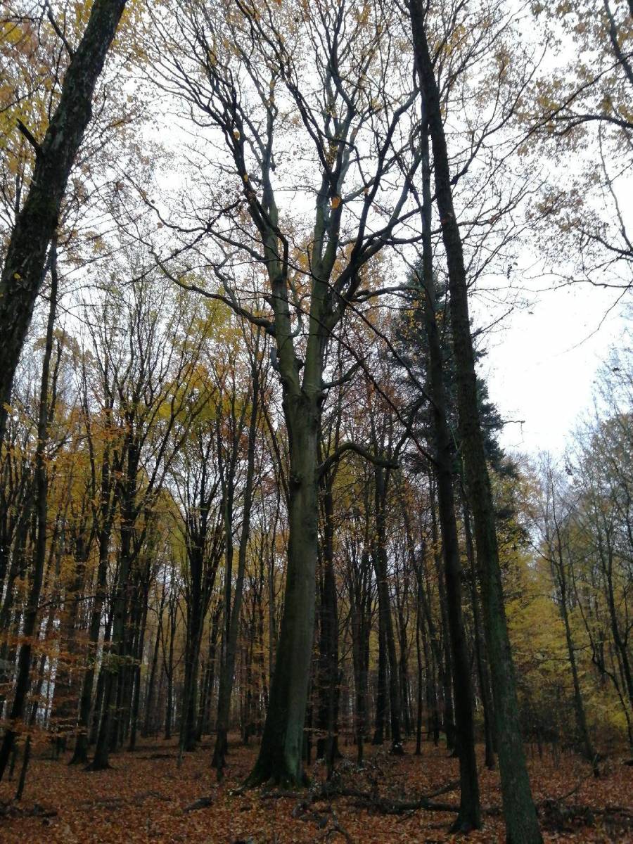 Zdjęcie 6