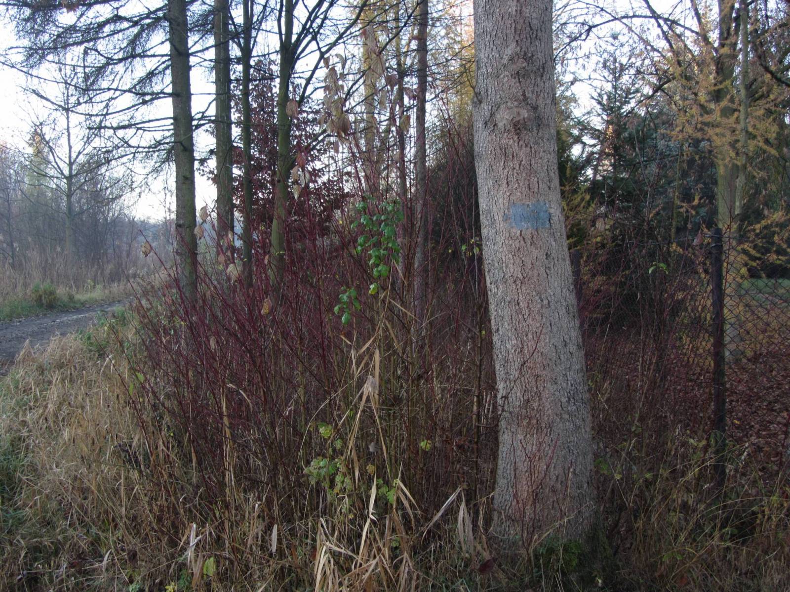 Zdjęcie 6