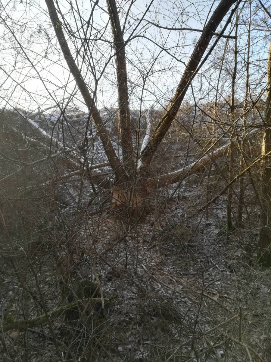 Zdjęcie 3