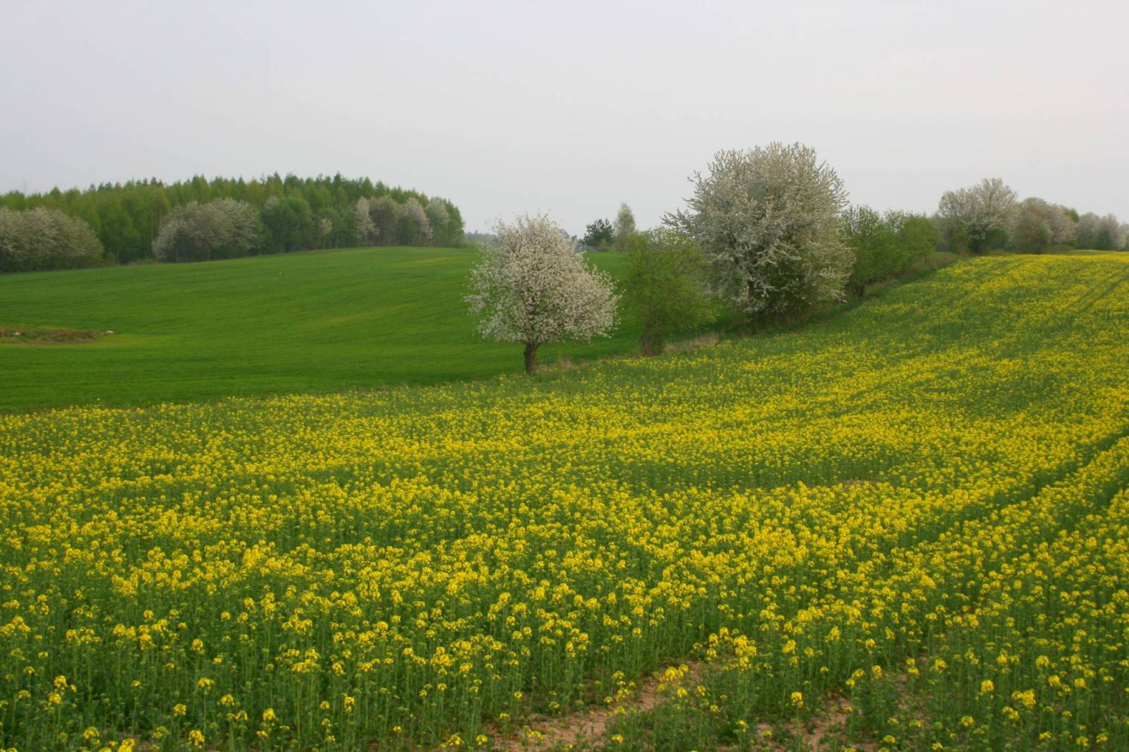 Zdjęcie 2