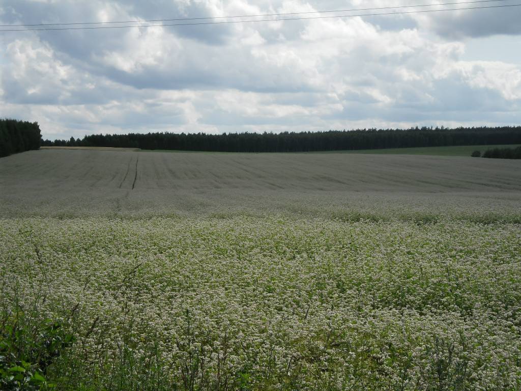Zdjęcie 3
