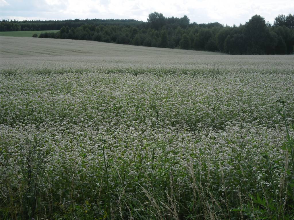 Zdjęcie 6