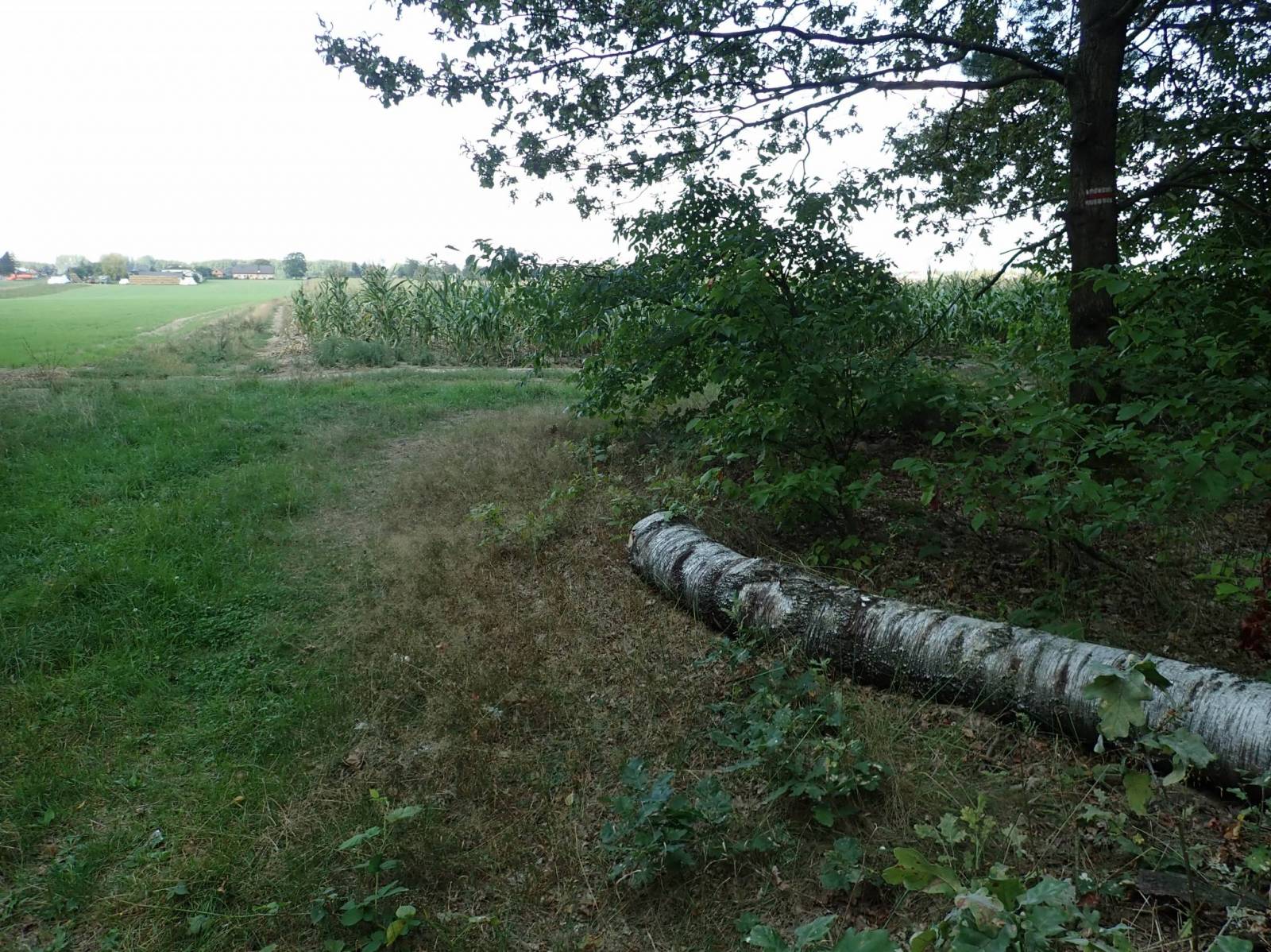 Zdjęcie 6