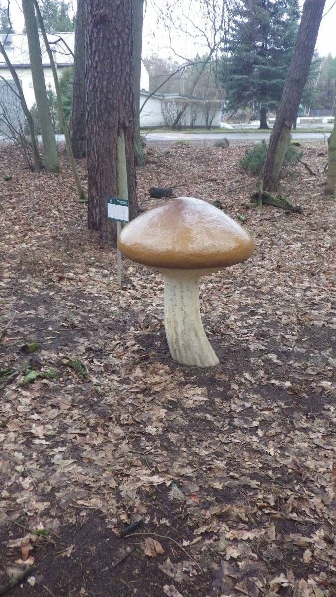 Zdjęcie 6