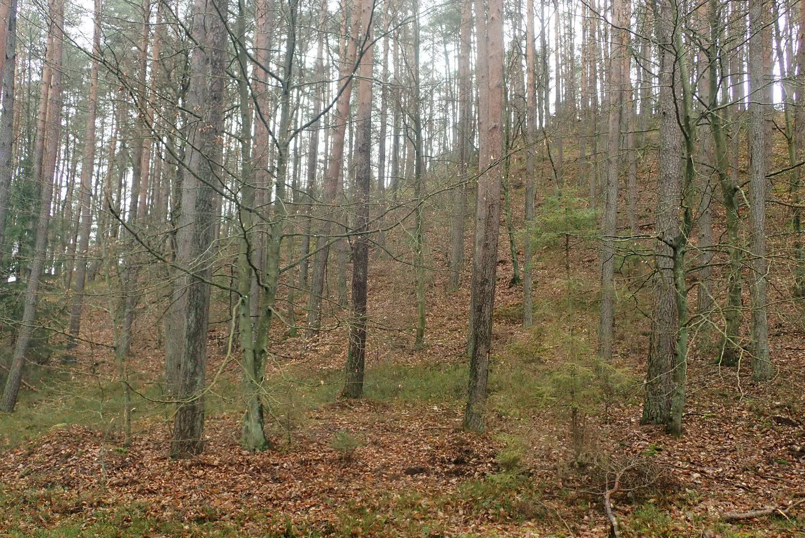 Zdjęcie 2