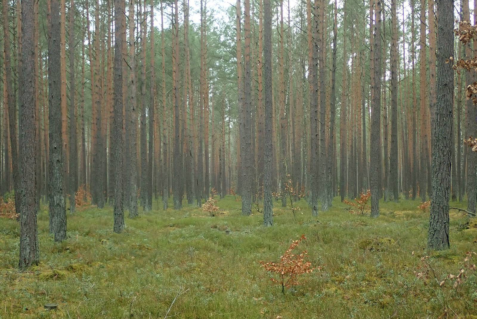 Zdjęcie 4