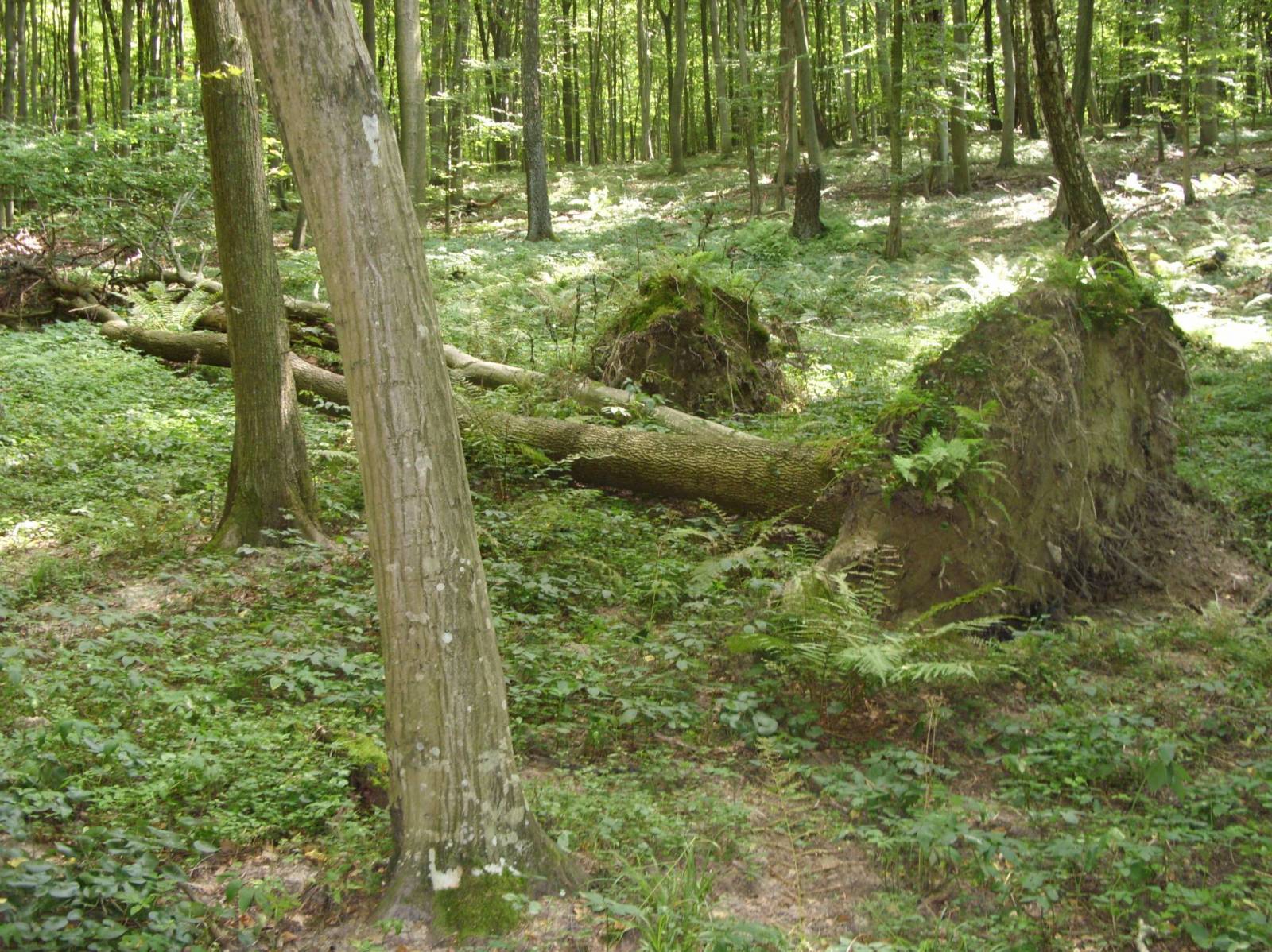 Zdjęcie 5