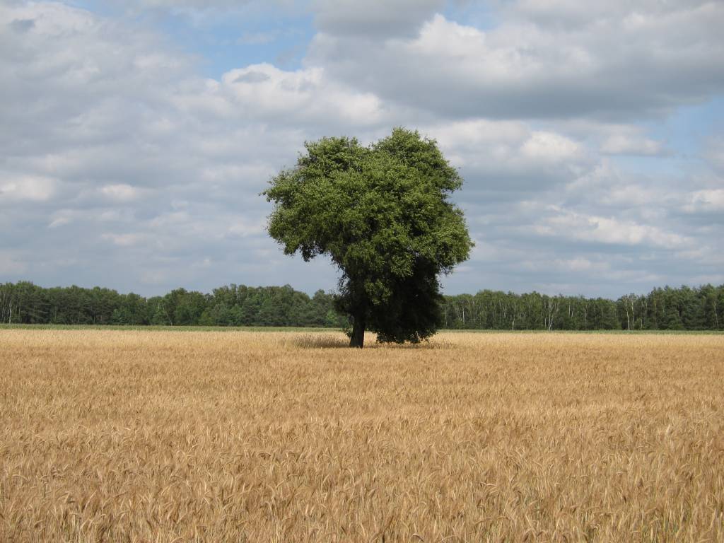 Zdjęcie 6
