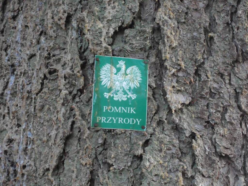 Zdjęcie 6