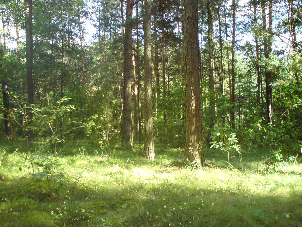Zdjęcie 5