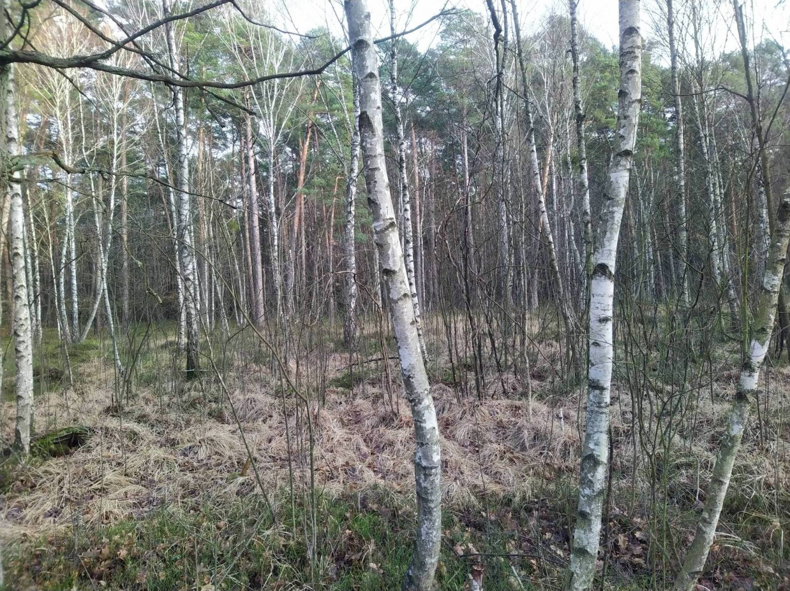 Zdjęcie 2
