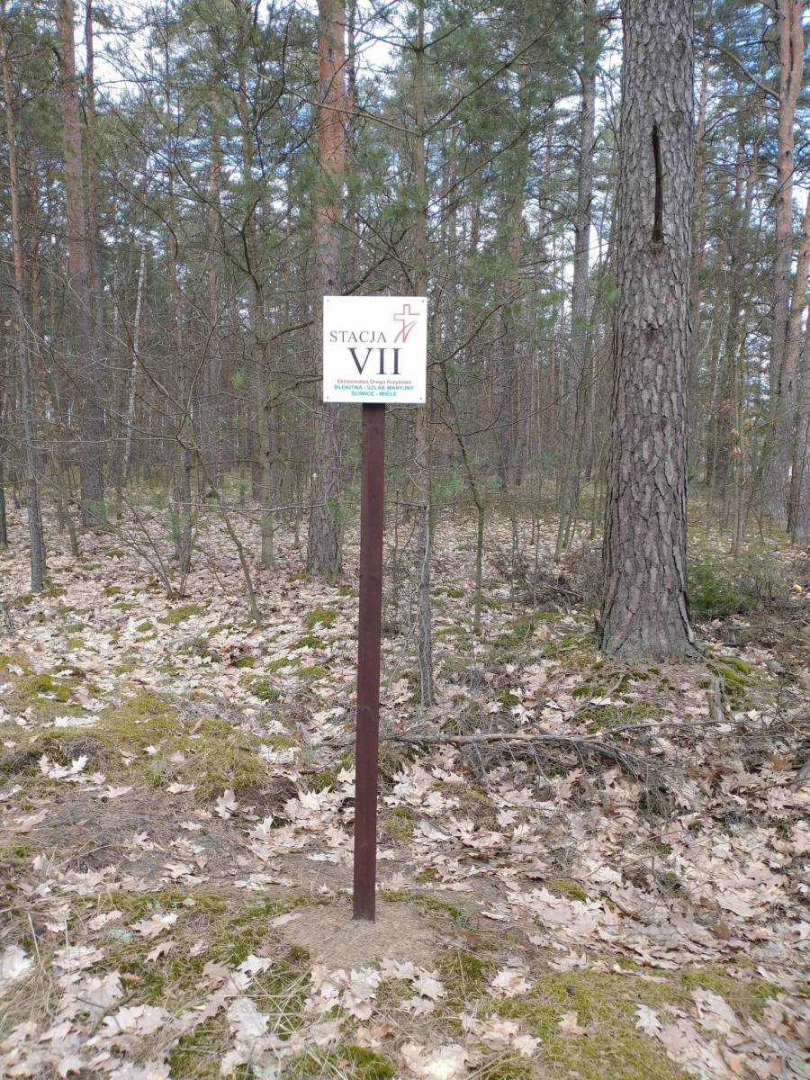 Zdjęcie 5