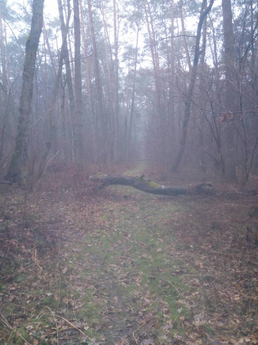 Zdjęcie 6