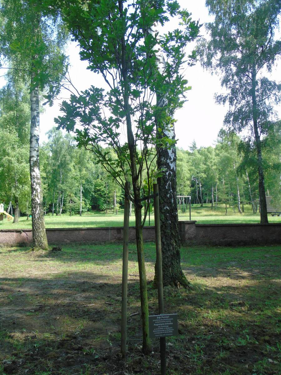 Zdjęcie 6