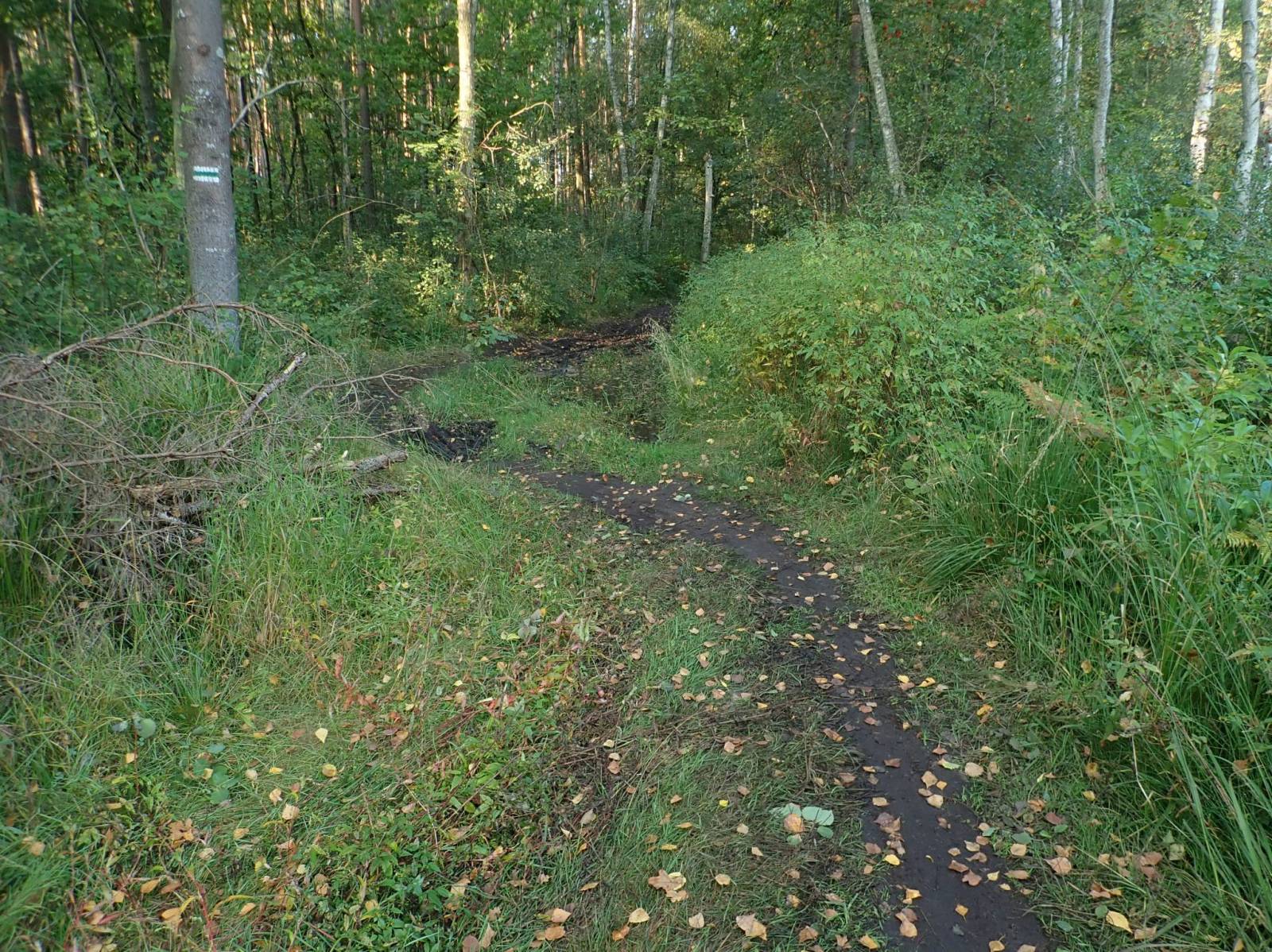 Zdjęcie 4