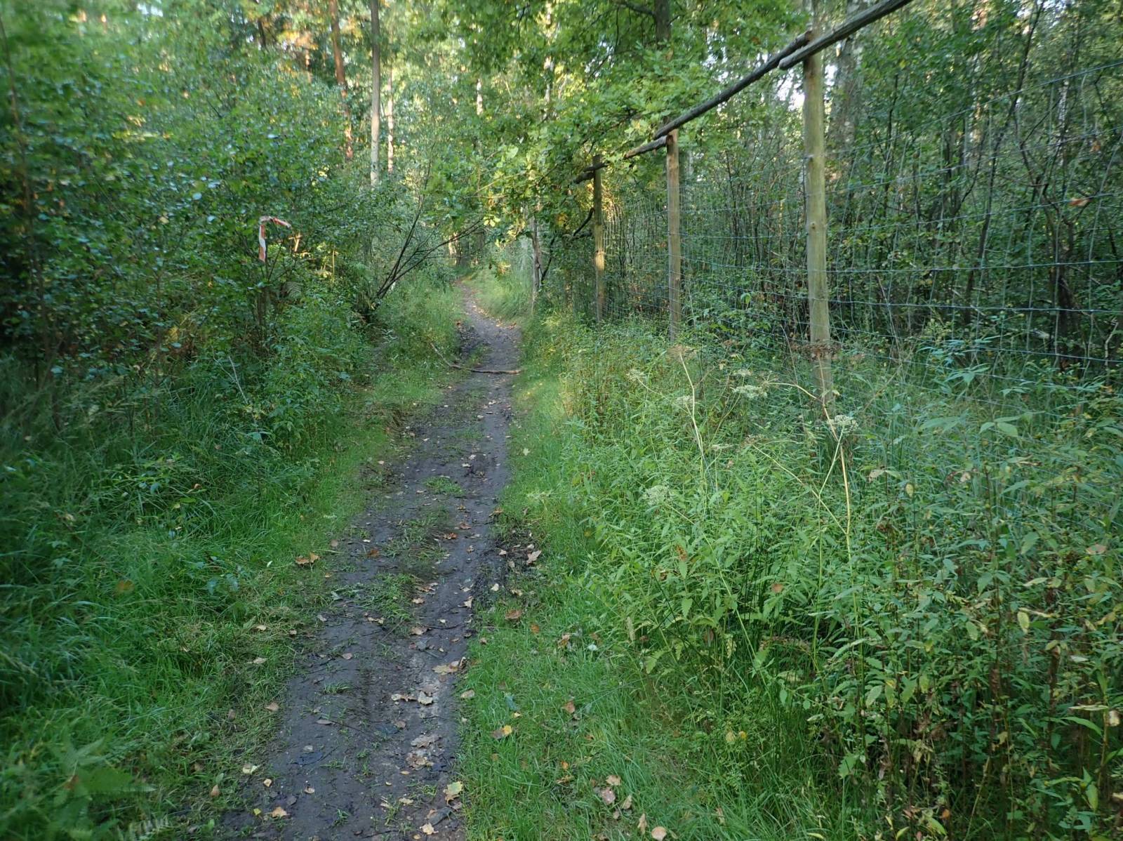Zdjęcie 6