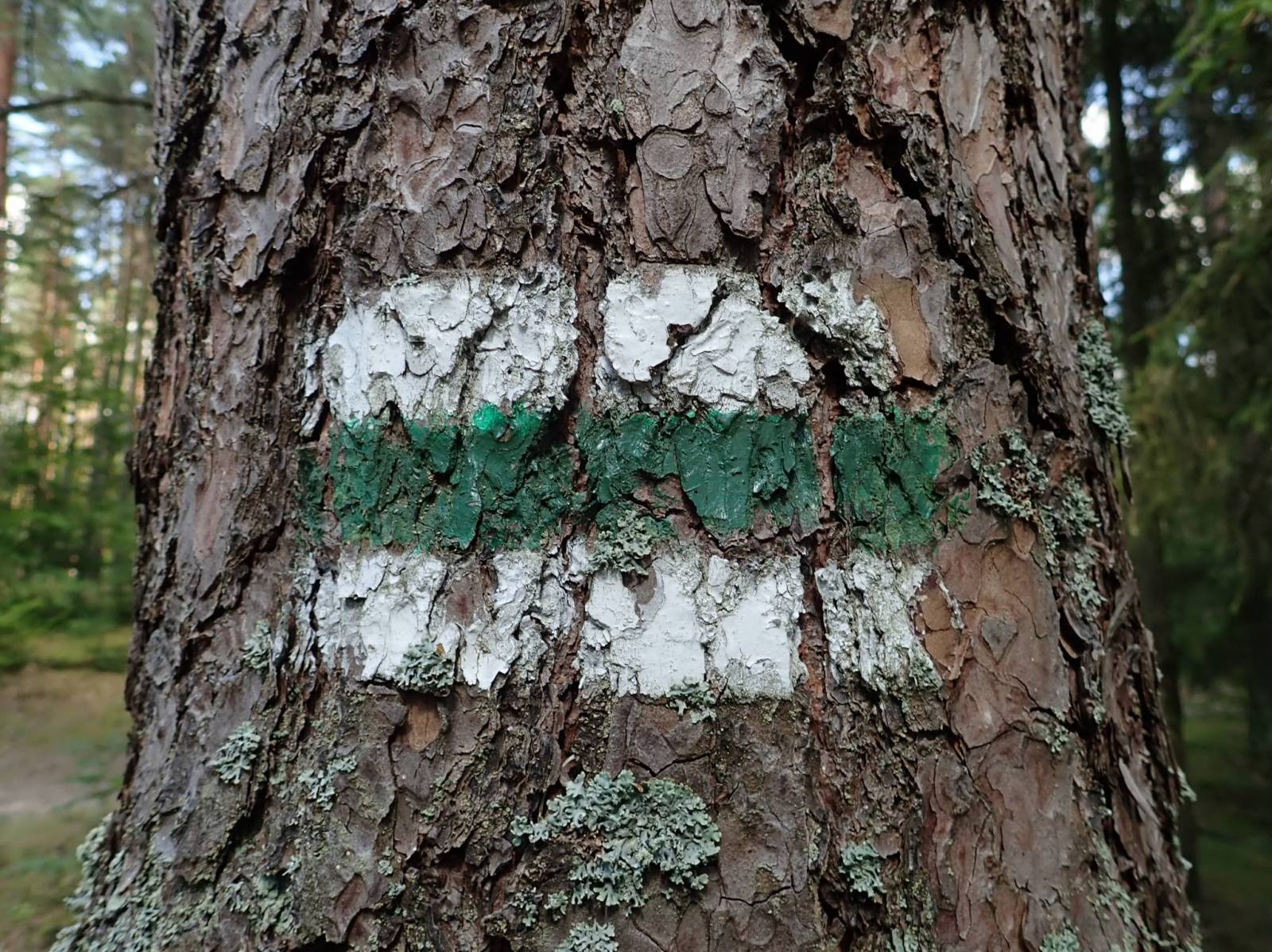 Zdjęcie 6