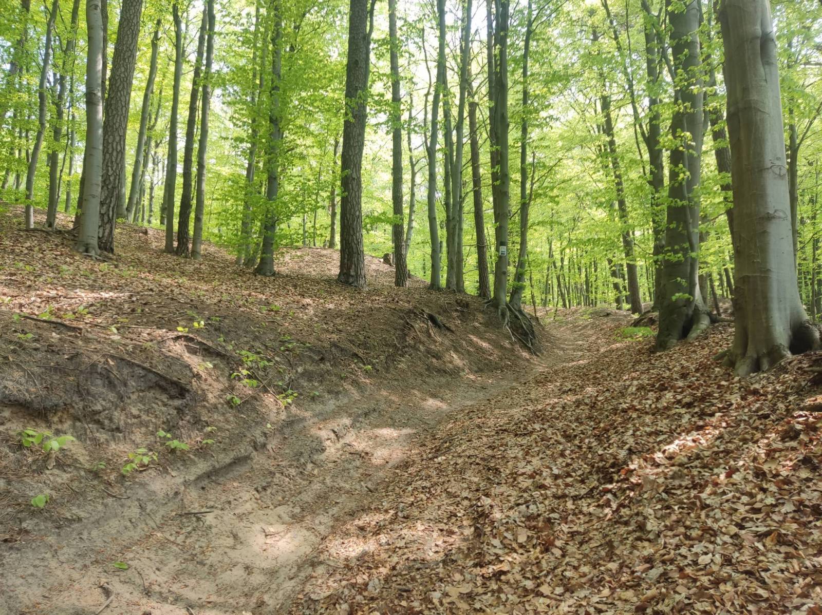 Zdjęcie 6