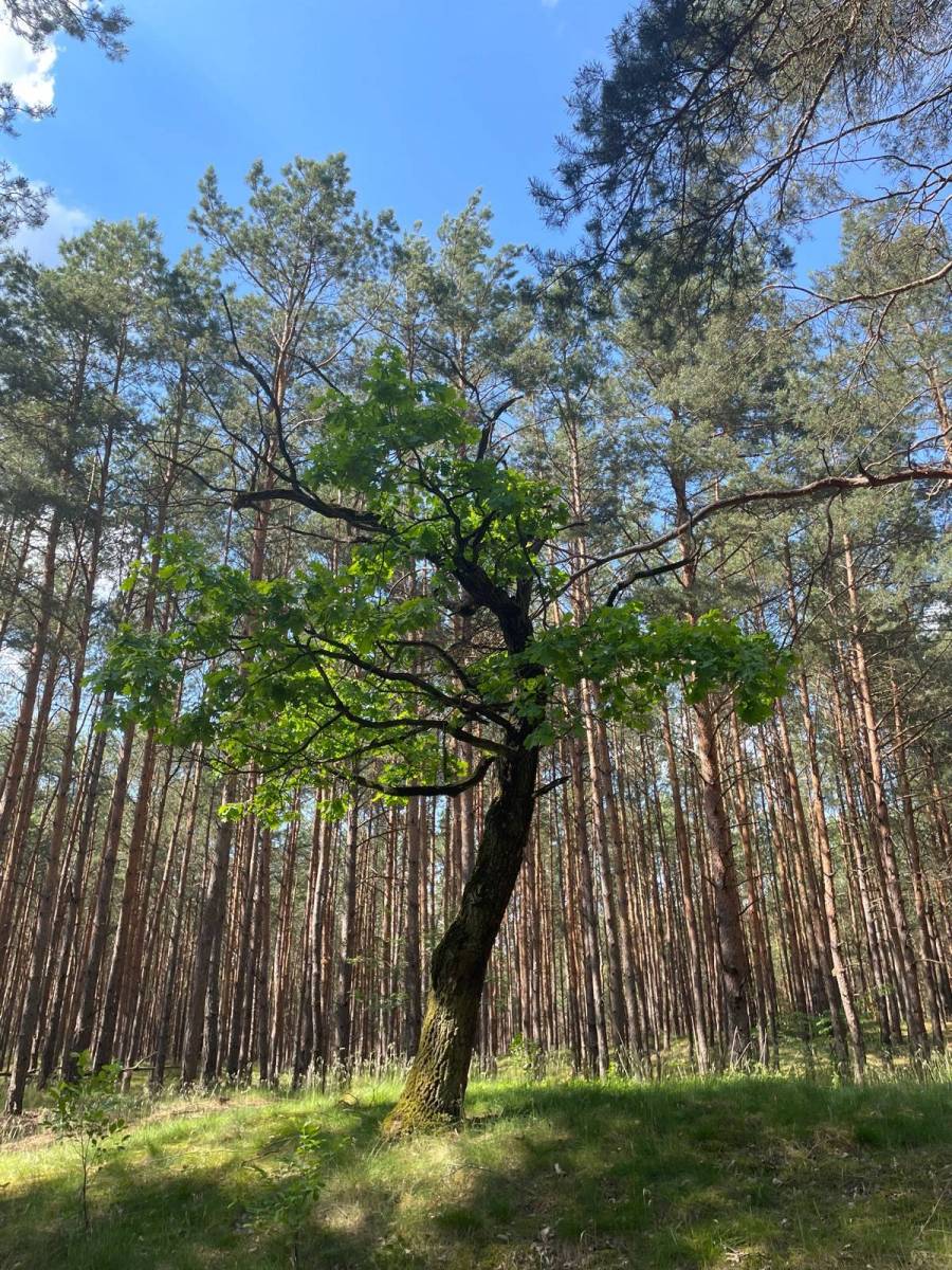 Zdjęcie 5