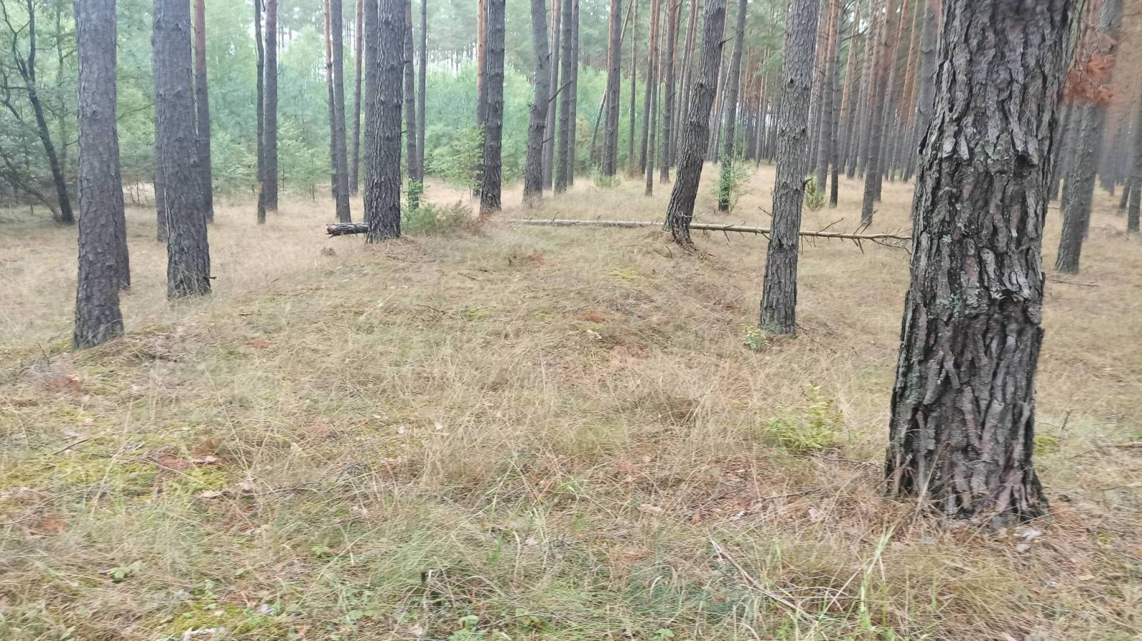 Zdjęcie 2