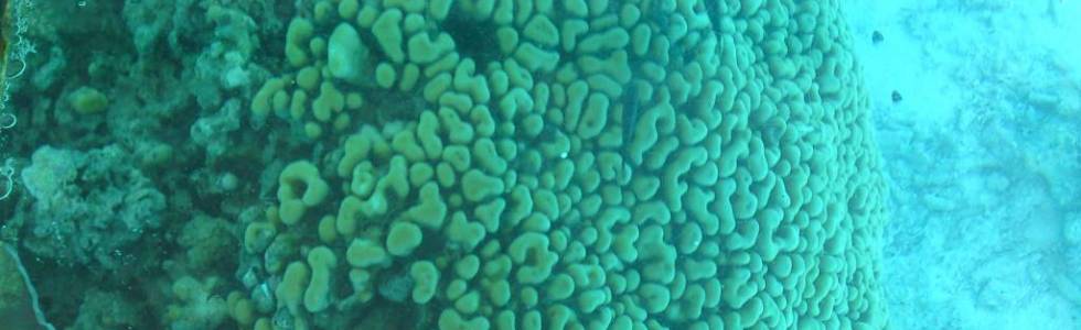 Rafy koralowe w Naama Bay