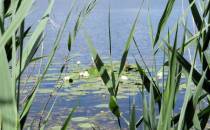 Tafla jeziora Moszne przy kładce z grzybieniem północnym ( lilią wodną)