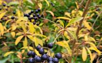 czarne owoce jesieni