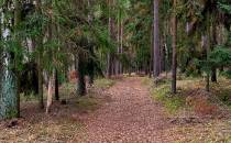Borowy jesienny las