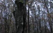 drzewo_pomnikowe