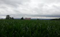 Przez pole kukurydzy