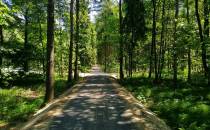 DDR przez las