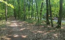 Szutrowa ścieżka rowerowa przez las