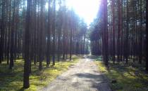 ścieżka przez las 