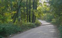 Droga leśna w Parku Krajobrazowym Promno