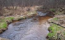 Rzeka Tanew 