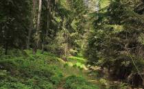 Dziki las - Gradówek