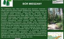 BÓR MIESZANY