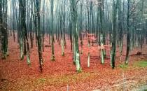 Jesienny las koło Chwarznieńskiej