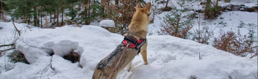 Bieszczadki DogTreking