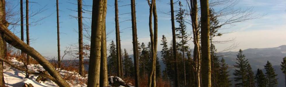 3. Czantoria Wielka (995 m n.p.m.) - Przełęcz Beskidzka (680 m n.p.m.)