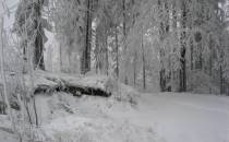 27 - Głębiec (825 m n.p.m.) Tu powinien być szczyt. Tabliczki niestety nie ma.